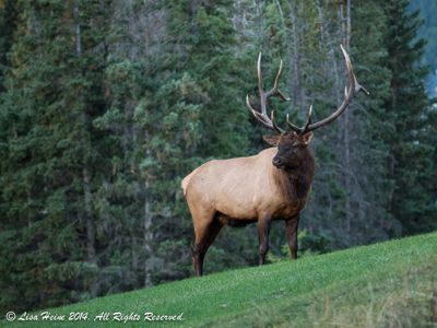 Lisa Heine, 2014 Canadian Rockies Fall Photography Tour, photograph 3