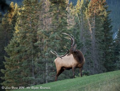 Lisa Heine, 2014 Canadian Rockies Fall Photography Tour, photograph 4
