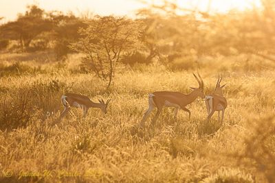 James Carlin, 2013 Kenya Photography Tour, photograph 4