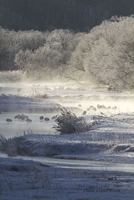 Claude R. Lecours, 2014 Japan Winter Wildlife Photography Tour II, photograph 1