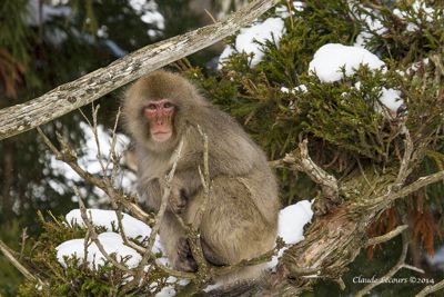 Claude R. Lecours, 2014 Japan Winter Wildlife Photography Tour II, photograph 2