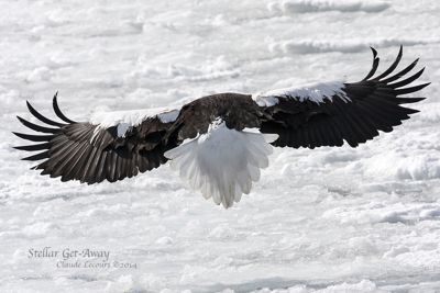Claude R. Lecours, 2014 Japan Winter Wildlife Photography Tour II, photograph 3