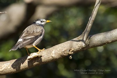 Claude R. Lecours, 2014 Japan Winter Wildlife Photography Tour II, photograph 4