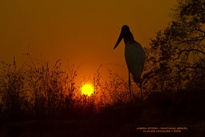 Claude R. Lecours, 2012 Brazil Pantanal Jaguar Wildlife Expedition I, photograph 2