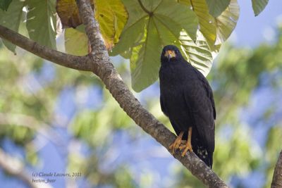 Claude R. Lecours, 2011 Costa Rica Photography Tour II, photograph 2