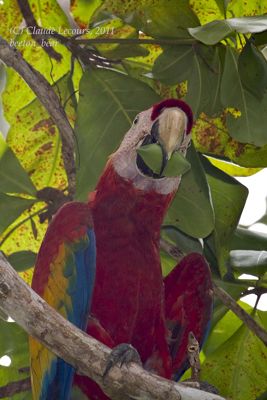 Claude R. Lecours, 2011 Costa Rica Photography Tour II, photograph 4