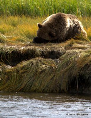 Yokona Lynn Owsley, 2012 Alaska Brown Bear Photography Trip II, photograph 2