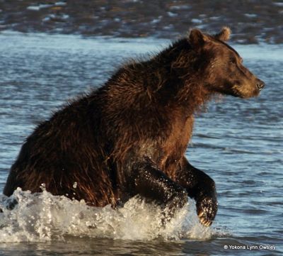 Yokona Lynn Owsley, 2012 Alaska Brown Bear Photography Trip II, photograph 3