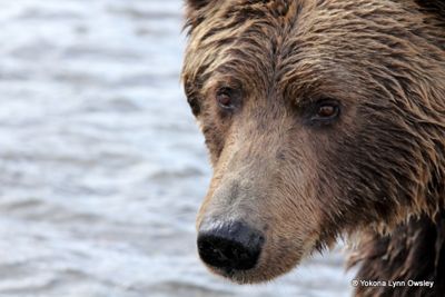 Yokona Lynn Owsley, 2012 Alaska Brown Bear Photography Trip II, photograph 4