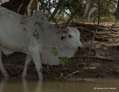 Yokona Lynn Owsley, 2013 Brazil Pantanal Jaguar Wildlife Expedition, photograph 4