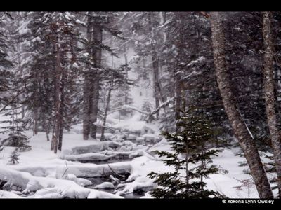 Yokona Lynn Owsley, 2014 Japan Winter Wildlife Photography Tour II, photograph 2