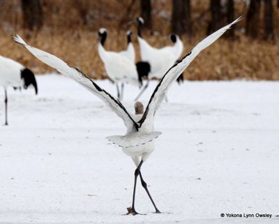 Yokona Lynn Owsley, 2014 Japan Winter Wildlife Photography Tour II, photograph 3