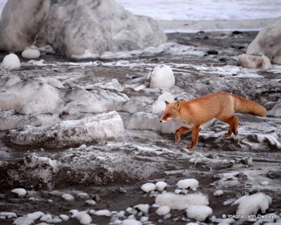 Yokona Lynn Owsley, 2014 Japan Winter Wildlife Photography Tour II, photograph 4