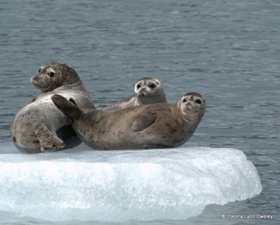Yokona Lynn Owsley, 2014 Alaska Whale-Watching Photo Expedition I, photograph 2