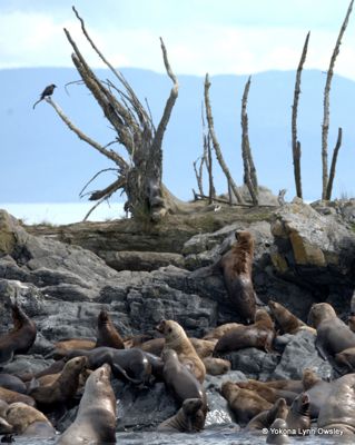 Yokona Lynn Owsley, 2014 Alaska Whale-Watching Photo Expedition I, photograph 3