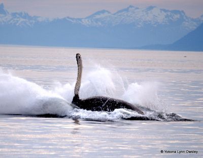 Yokona Lynn Owsley, 2014 Alaska Whale-Watching Photo Expedition I, photograph 4