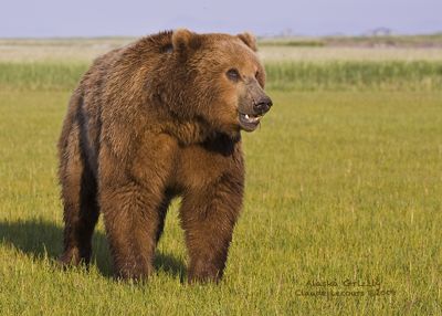 Claude R. Lecours, 2009 Alaska Brown Bear Photography Trip I, photograph 1