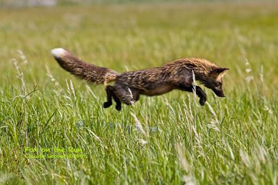Claude R. Lecours, 2009 Alaska Brown Bear Photography Trip I, photograph 2
