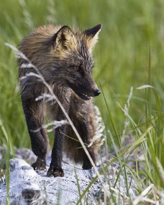 Claude R. Lecours, 2009 Alaska Brown Bear Photography Trip I, photograph 3