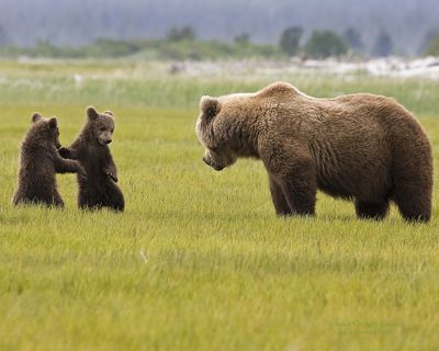 Claude R. Lecours, 2009 Alaska Brown Bear Photography Trip I, photograph 4