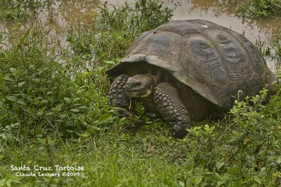Claude R. Lecours, 2009 Galapagos Photography Tour by Private Luxury Yacht, photograph 1