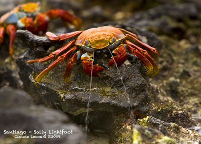 Claude R. Lecours, 2009 Galapagos Photography Tour by Private Luxury Yacht, photograph 4