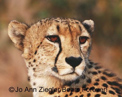 Jo Ann Ziegler, 2013 South Africa Photography Tour, photograph 1