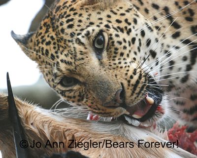 Jo Ann Ziegler, 2013 South Africa Photography Tour, photograph 2