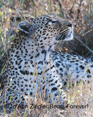 Jo Ann Ziegler, 2013 South Africa Photography Tour, photograph 3
