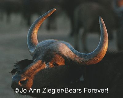 Jo Ann Ziegler, 2013 South Africa Photography Tour, photograph 4