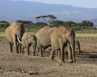 Claude R. Lecours, 2008 Kenya Photography Tour, photograph 1