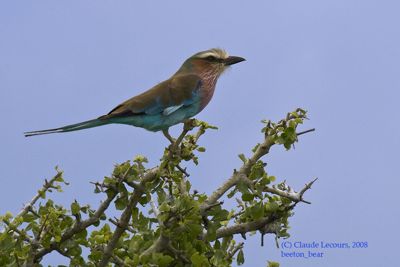 Claude R. Lecours, 2008 Kenya Photography Tour, photograph 3