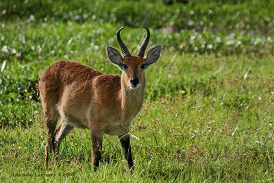 Claude R. Lecours, 2008 Kenya Photography Tour, photograph 4