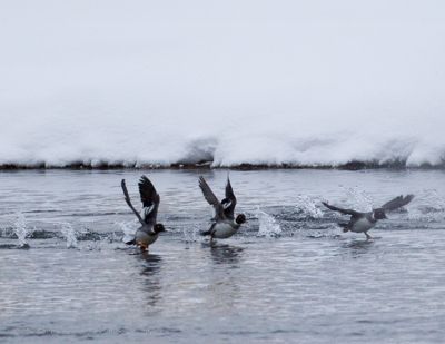 Gerry Heine, 2010 Winter in Yellowstone Photography Tour, photograph 1