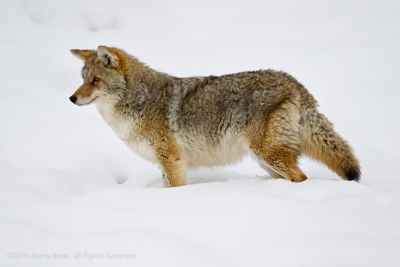 Gerry Heine, 2010 Winter in Yellowstone Photography Tour, photograph 2