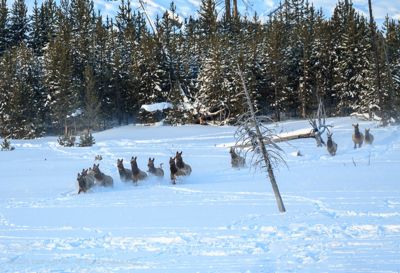 Gerry Heine, 2010 Winter in Yellowstone Photography Tour, photograph 3