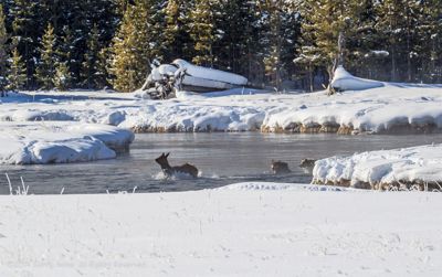 Gerry Heine, 2010 Winter in Yellowstone Photography Tour, photograph 4