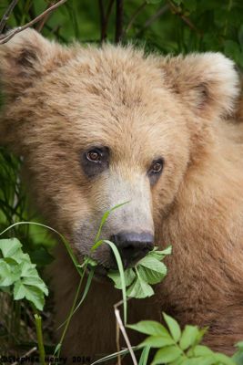 Steve Henry, 2009 Alaska Brown Bear Photography Trip I, photograph 2