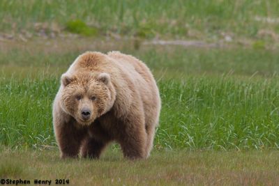 Steve Henry, 2009 Alaska Brown Bear Photography Trip I, photograph 4