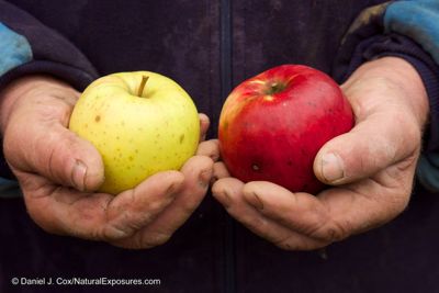 Apple in the hands of Mihai Craciun, a wonderful older gentleman who has a farm on the outskirts of of the village of Surdesti, Romania