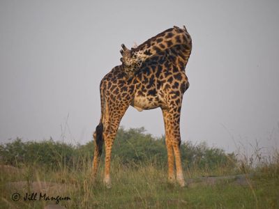 Masai giraffe, Masai Mara National Reserve, Kenya, Africa