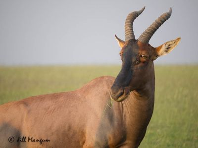 Portrait of a topi. Masai Mara National Reserve, Kenya, Africa
