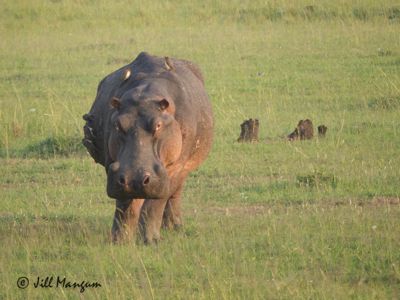 Hippo, out of the water. Masai Mara National Reserve, Kenya, Africa