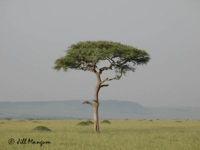 Acacia tree, Masai Mara National Reserve, Kenya, Africa