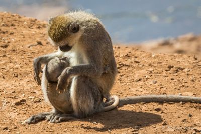 Michael Spain, 2015 Kenya Photography Tour II, photograph 3