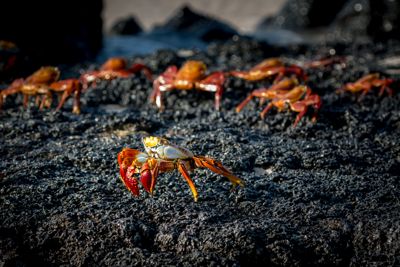 David Easton, 2013 Galapagos Photography Tour by Private Luxury Yacht II, photograph 3