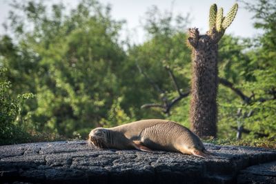David Easton, 2013 Galapagos Photography Tour by Private Luxury Yacht II, photograph 4