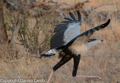 Darren Lamb, 2015 Kenya Photography Tour II, photograph 1