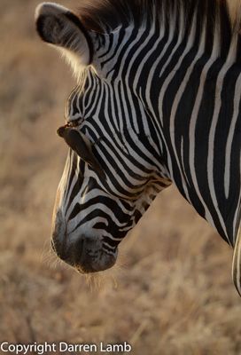 Darren Lamb, 2015 Kenya Photography Tour II, photograph 2