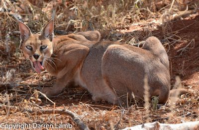 Darren Lamb, 2015 Kenya Photography Tour II, photograph 3